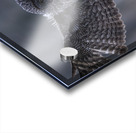 Calgary20220510 0150 Enhanced NR Edit Acrylic print