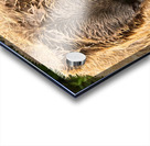 Z91 4633 Edit Acrylic print