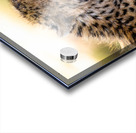 NBC081223686 Edit Acrylic print