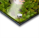 Z91 1832 Edit Acrylic print