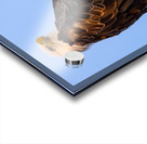 Eagle 36x48 Acrylic print