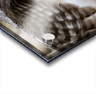 Great Gray 30x60 Acrylic print