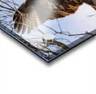 Hawk 2020 Canv Acrylic print