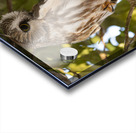 Saw Whet 2020 Canv Acrylic print