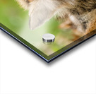 Fox 3648 Canv Acrylic print