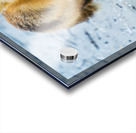 Fox 2448 Can Acrylic print