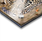 NBC081323434 Enhanced NR Edit Edit Acrylic print