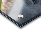 NBC081123075 Acrylic print