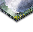 NBC081123066 Enhanced NR Acrylic print