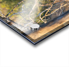 NBC081123060 Acrylic print