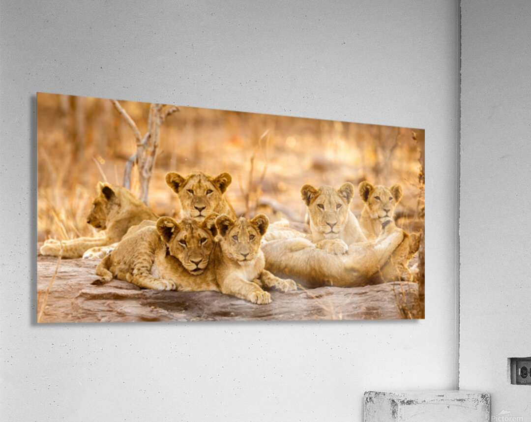 DSC081823685 Edit Acrylic Print