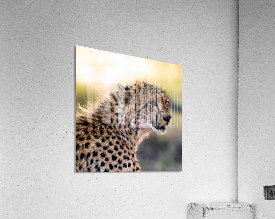 NBC081223686 Edit Acrylic Print