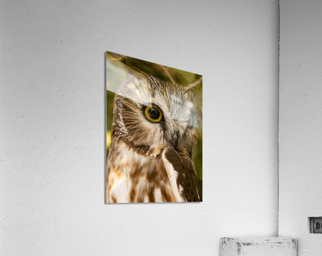 Saw Whet 36x48 Acrylic Print