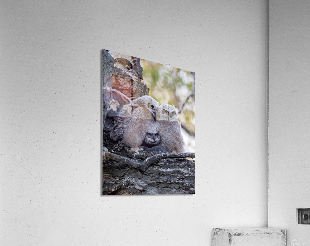 Three GHO 36x48 Acrylic Print