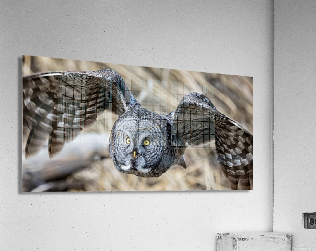 Great Gray 30x60 Acrylic Print