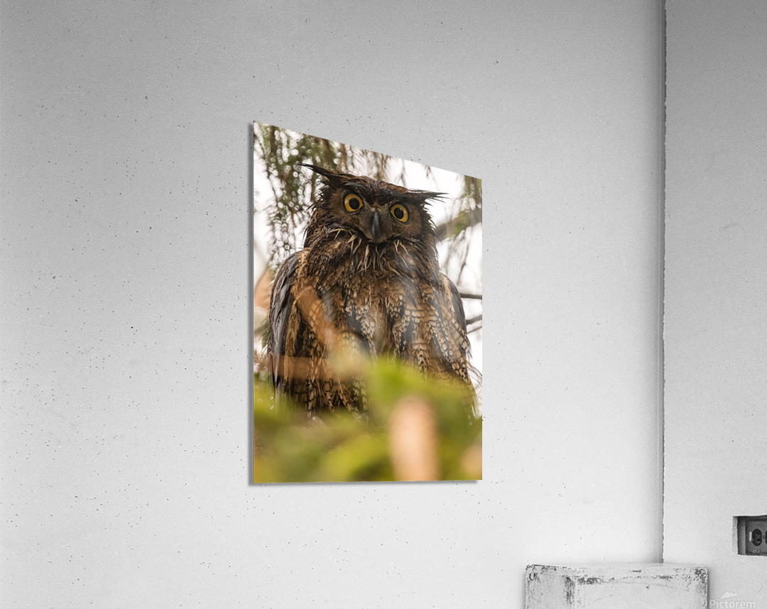 GHO 3648 Canv Acrylic Print