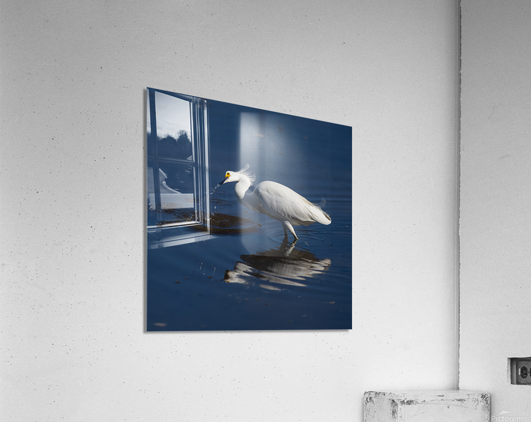 Egret 2020 Canv Acrylic Print