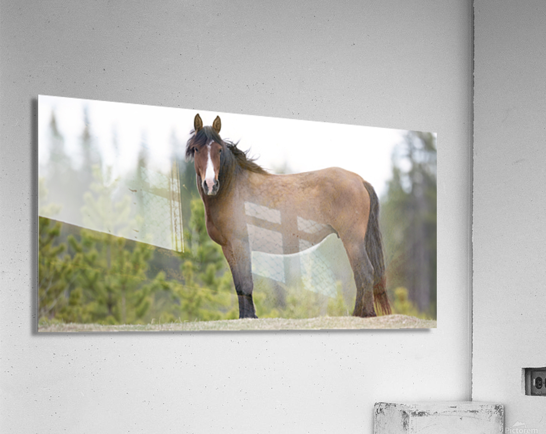 Stallion 3060 Acry Acrylic Print