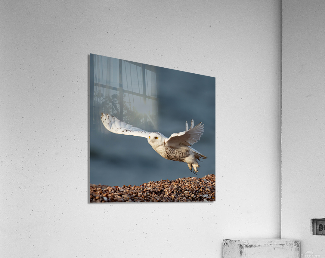 Snowy Owl 2020 Canv Acrylic Print