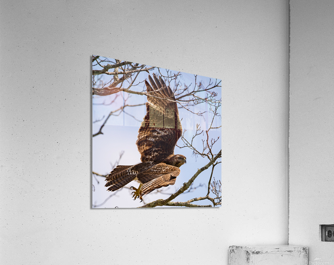 Hawk 2020 Canv Acrylic Print