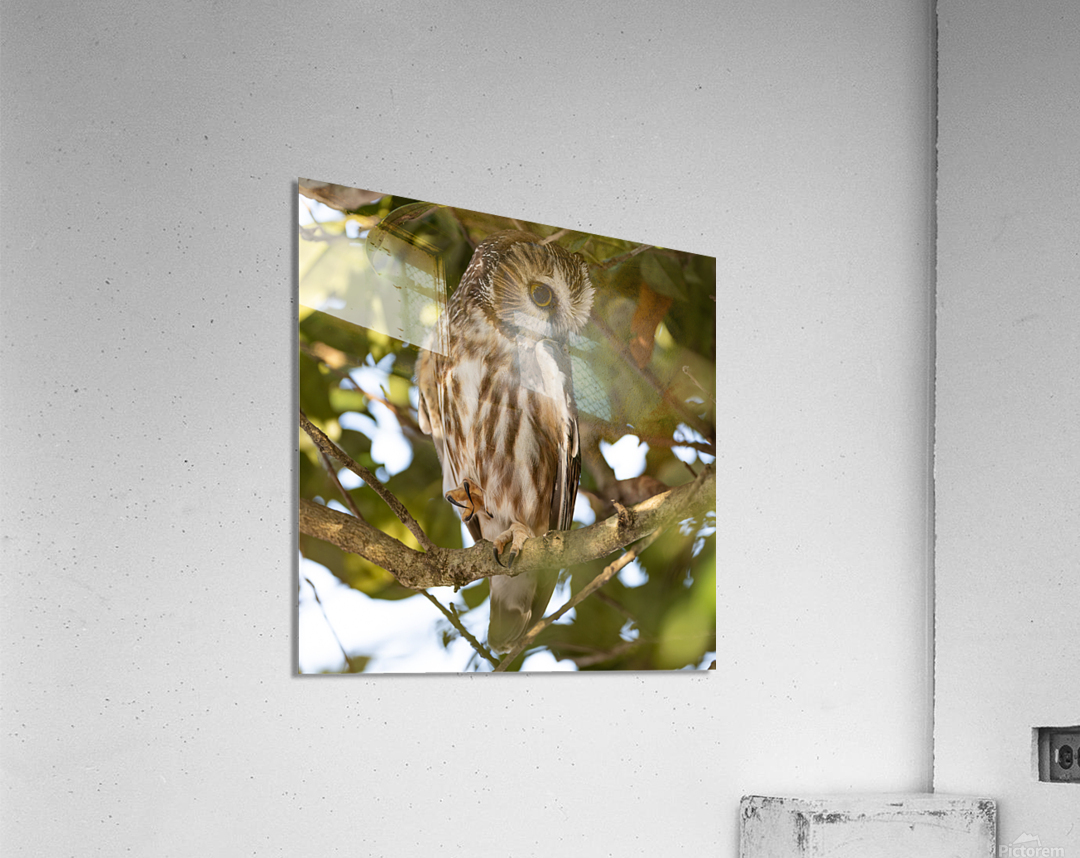 Saw Whet 2020 Canv Acrylic Print