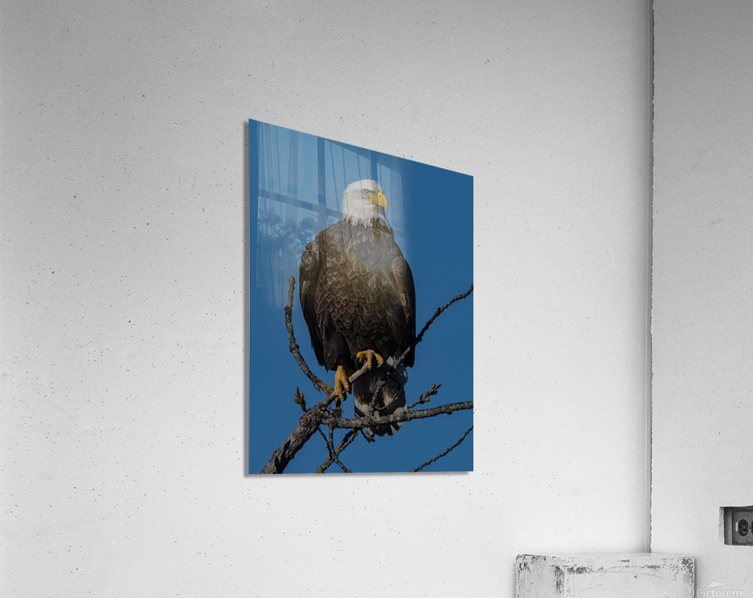 Eagle 3648 Canv Acrylic Print