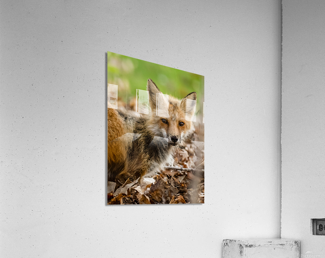 Fox 3648 Canv Acrylic Print