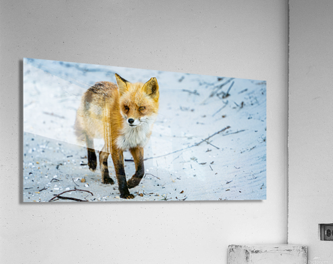 Fox 2448 Can Acrylic Print