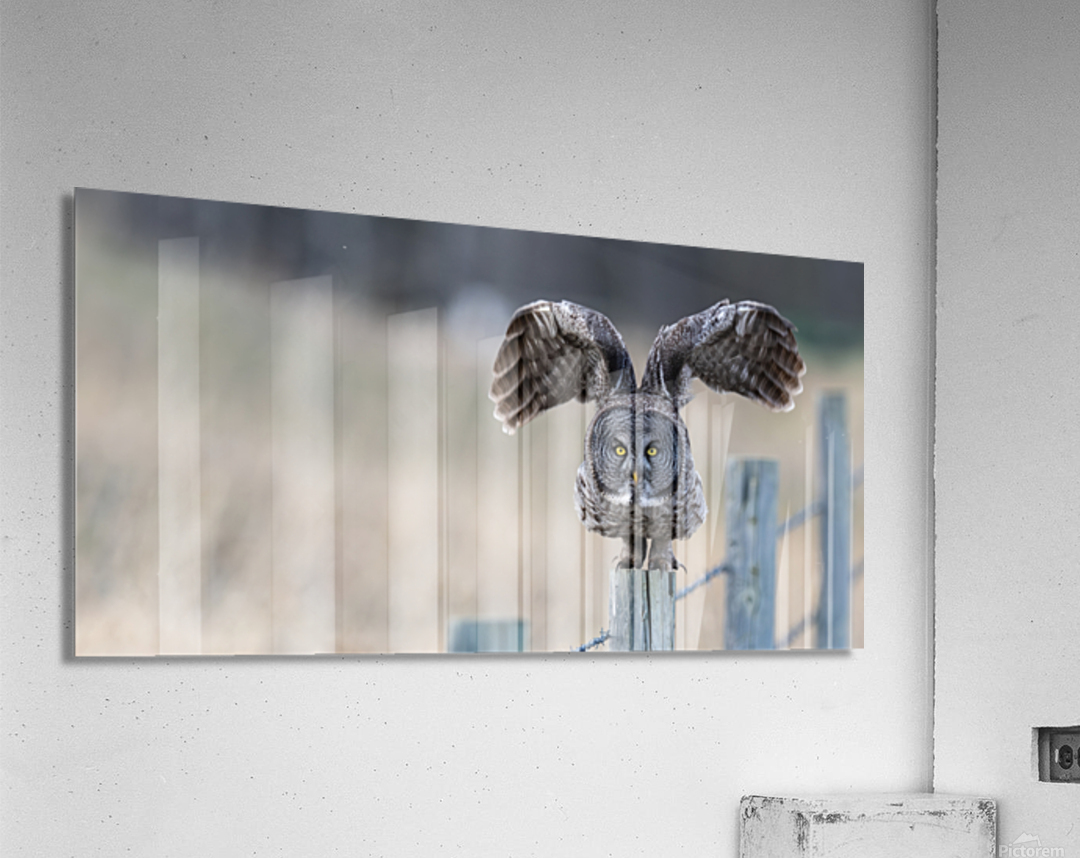 CalgaryGGO3060Canv Acrylic Print