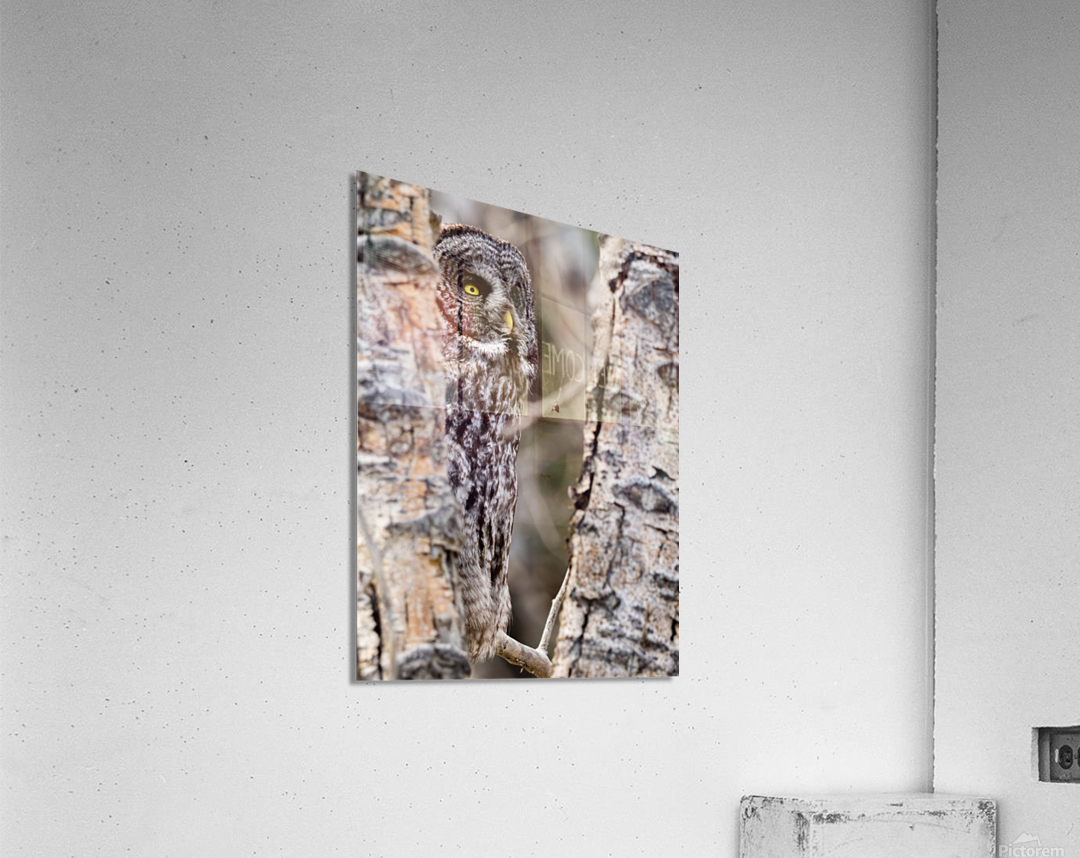 GGO3648Canv Acrylic Print