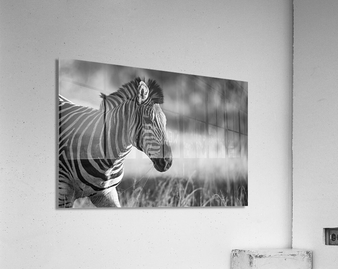 Z92 1533 Acrylic Print