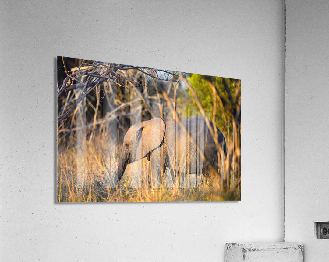 Z92 1579 Acrylic Print