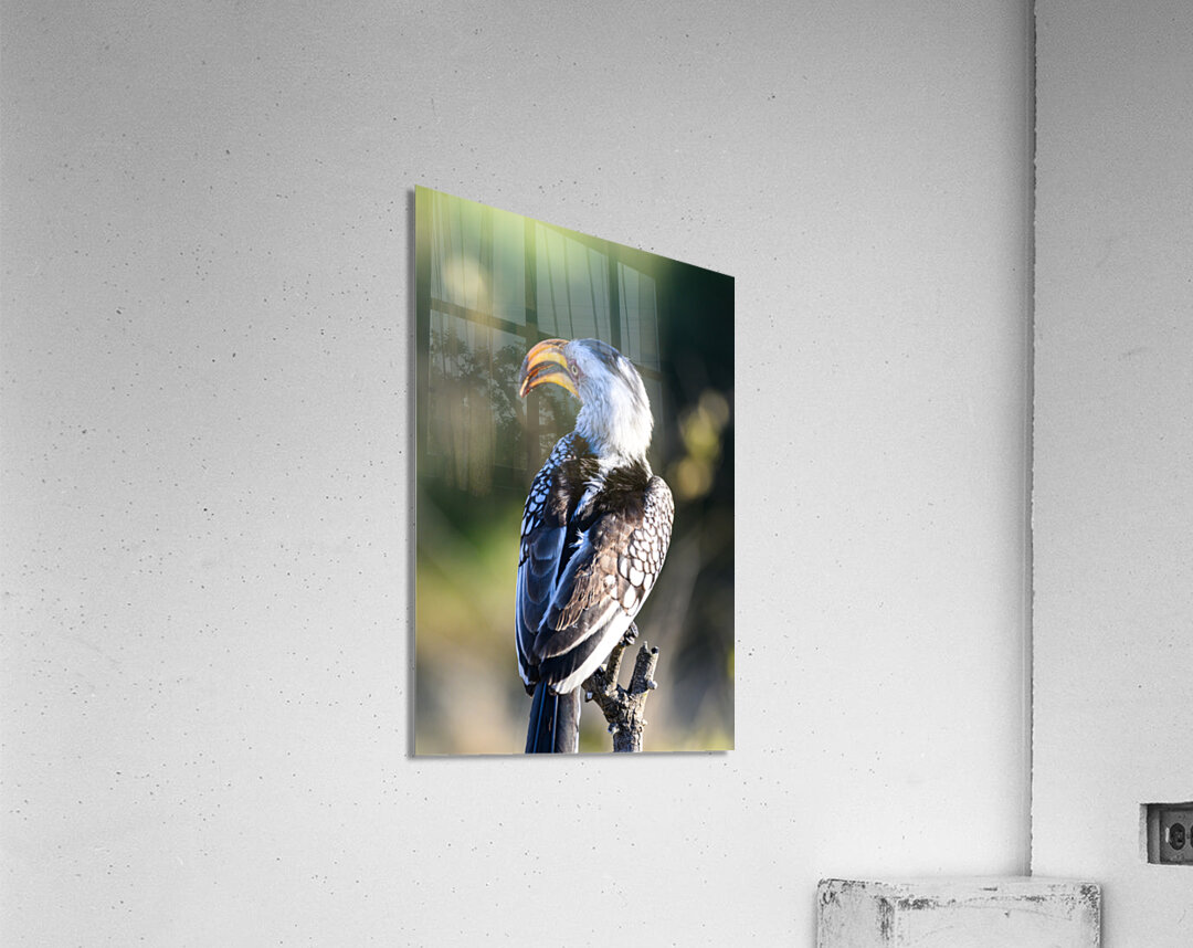 Z91 3120 Acrylic Print