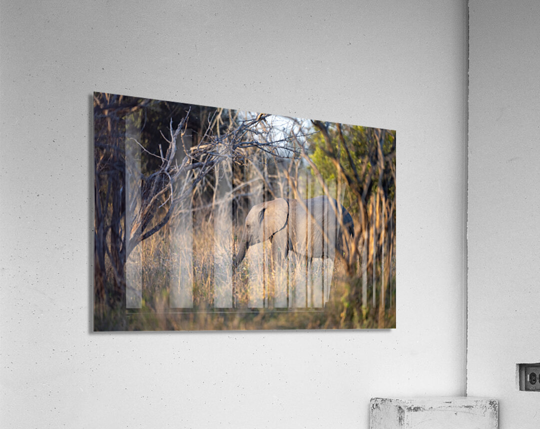 NBC081123067 Acrylic Print