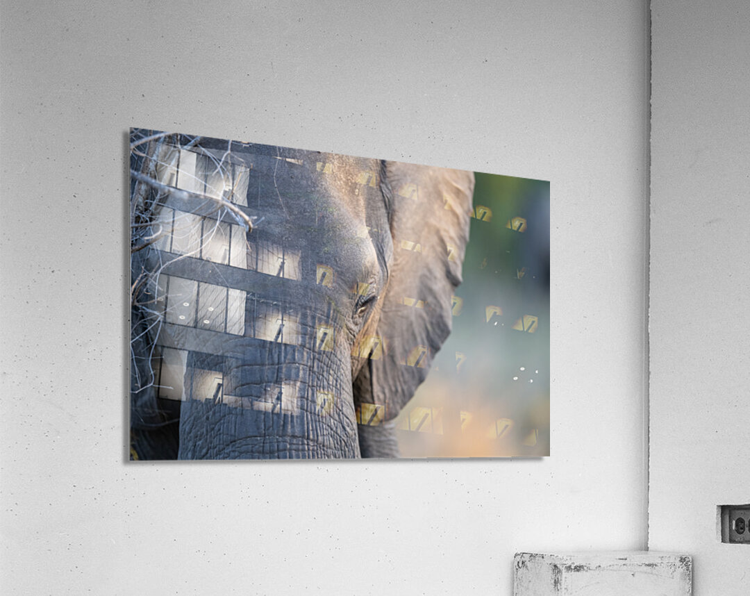 NBC081123071 Acrylic Print