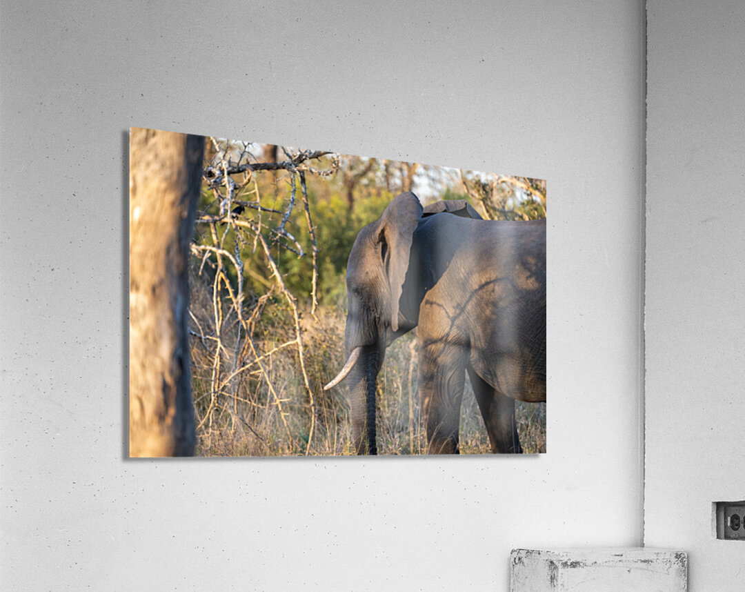 NBC081123060 Acrylic Print