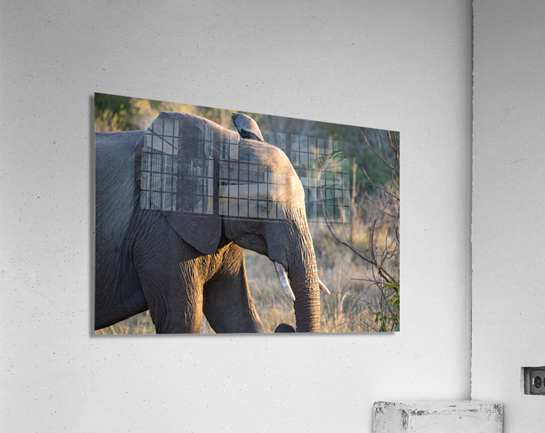 NBC081123057 Acrylic Print