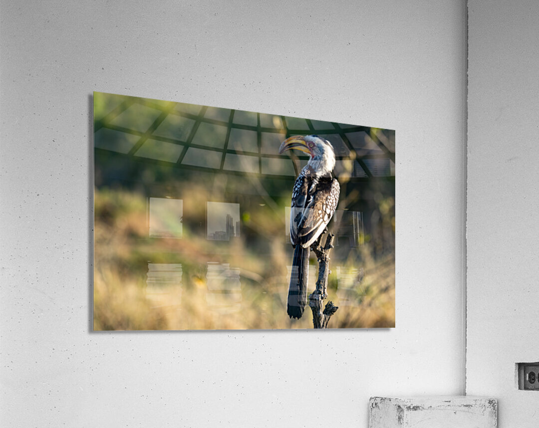 NBC081123002 Enhanced NR Acrylic Print