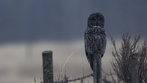 Calgary20220510 0135 Enhanced NR Edit