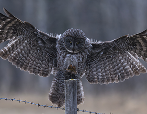 Calgary20220510 0150 Enhanced NR Edit