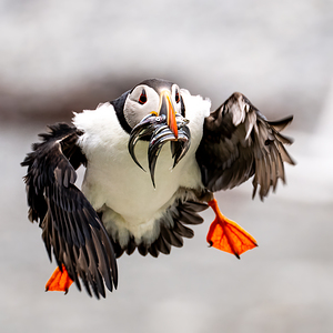 Perroquets20230719 0176 Edit