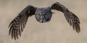 Calgary20220512 0616 Edit