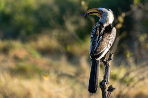 NBC081123002 Enhanced NR