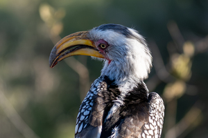 NBC081123004 Enhanced NR