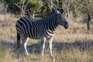 NBC081123010 Enhanced NR