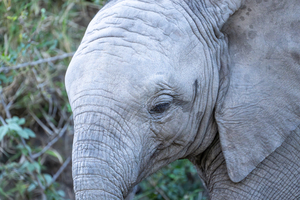 NBC081123040 Enhanced NR