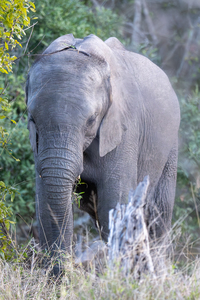 NBC081123066 Enhanced NR