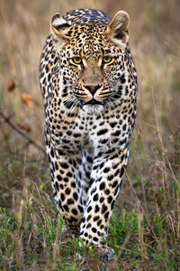 NBC081323434 Enhanced NR Edit Edit