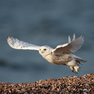 Snowy Owl 2020 Canv