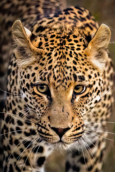 NBC081323445 Edit by Photos by SMA